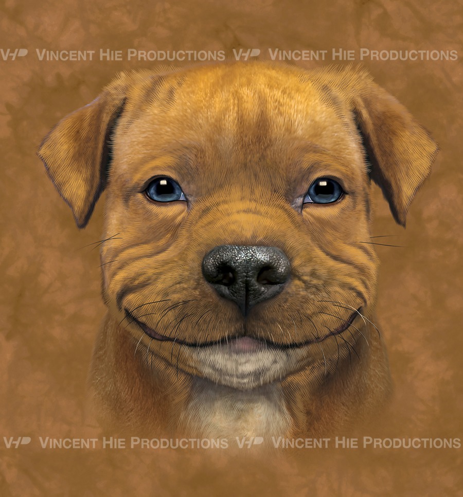 pitbull puppy Big Face