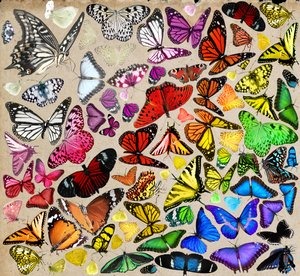 puzzle butterfly