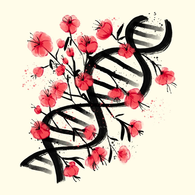 Sakura Sumie DNA