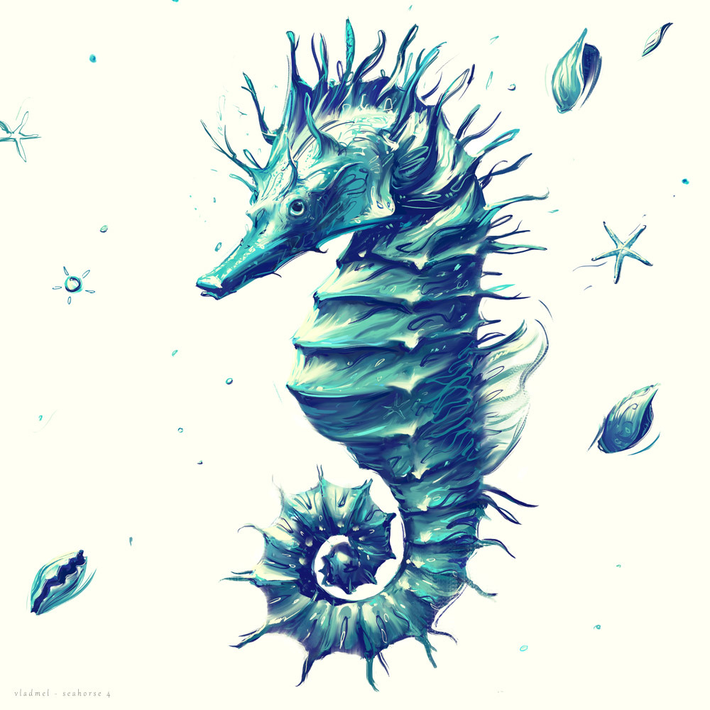 Seahorse 4