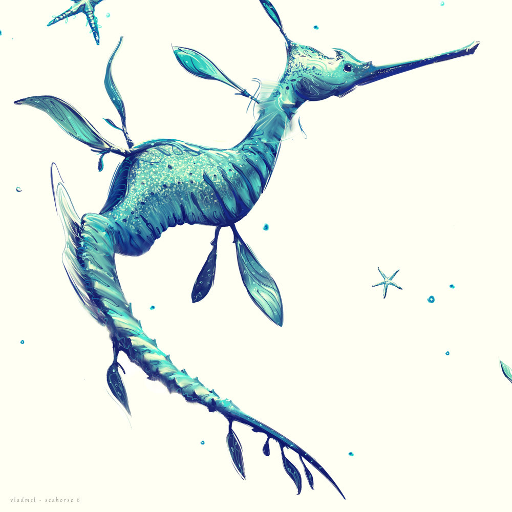 Seahorse 6