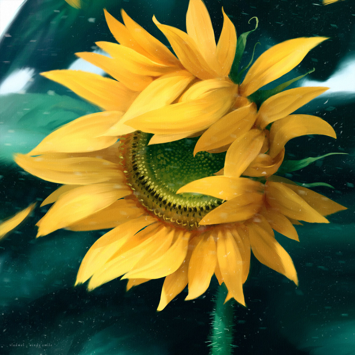 windy sunflower